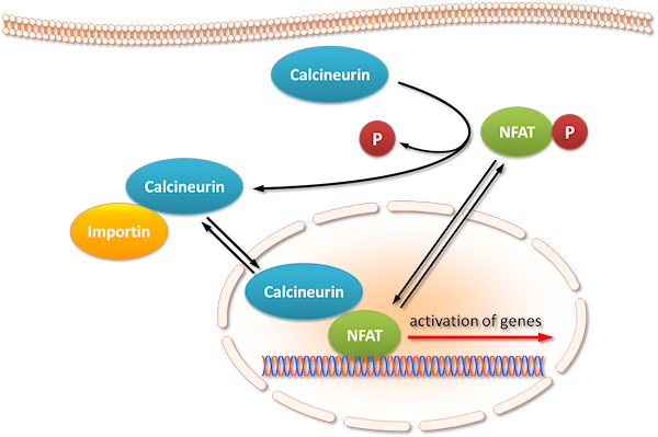 Transcriptional regulation by calcium, calcineurin, and NFAT